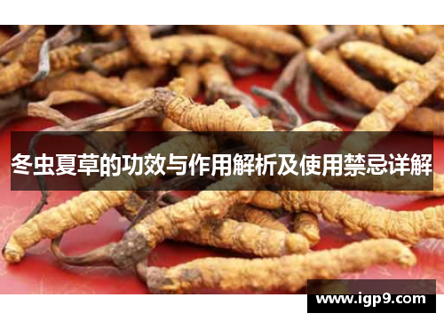 冬虫夏草的功效与作用解析及使用禁忌详解