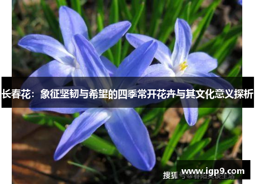 长春花：象征坚韧与希望的四季常开花卉与其文化意义探析